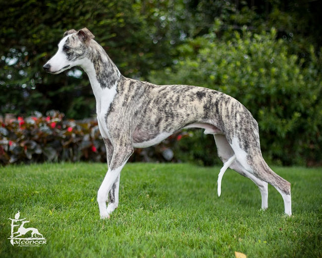 akc whippet